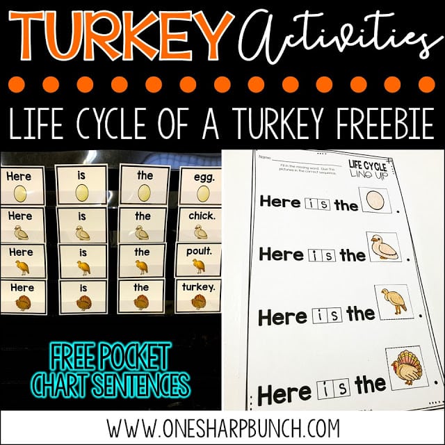 FREE turkey life cycle activities, including pocket chart sentences and sequencing printable. Perfect for Thanksgiving and turkey time! Plus, we love the adorable turkey crafts and turkey centers!