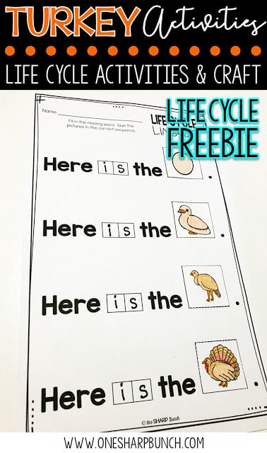 FREE turkey life cycle activities, including pocket chart sentences. Perfect for Thanksgiving centers and turkey time! Keep your kiddos engaged with these turkey activities, adorable turkey crafts and turkey centers!