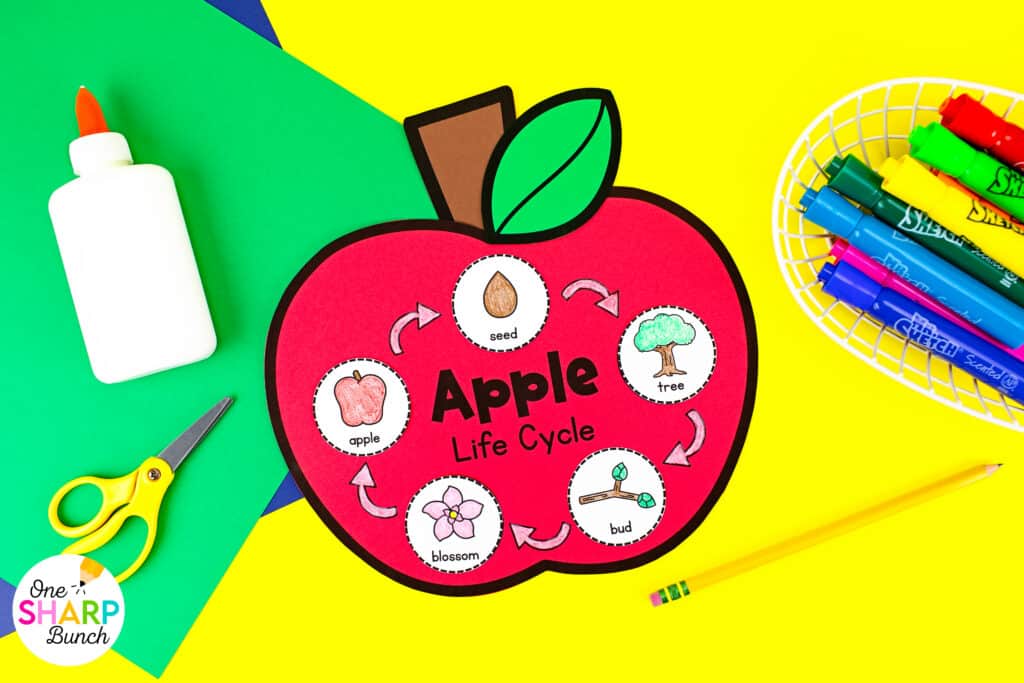 ​​Bring apple week to life with these fun and easy apple crafts for kids! Perfect for preschool and kindergarten, these apple activities teach the apple life cycle, parts of an apple, and seasons of an apple tree! Students complete an apple investigation as the measure the height of an apple, seeds of an apple, and colors of an apple. These apple crafts integrate science, math, and literacy, making them a great addition to your fall lesson plans. Explore the apple crafts and apple activities for kids here!