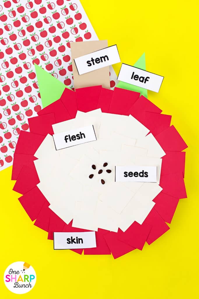 ​​Bring apple week to life with these fun and easy apple crafts for kids! Perfect for preschool and kindergarten, these apple activities teach the apple life cycle, parts of an apple, and seasons of an apple tree! Students complete an apple investigation as the measure the height of an apple, seeds of an apple, and colors of an apple. These apple crafts integrate science, math, and literacy, making them a great addition to your fall lesson plans. Explore the apple crafts and apple activities for kids here!