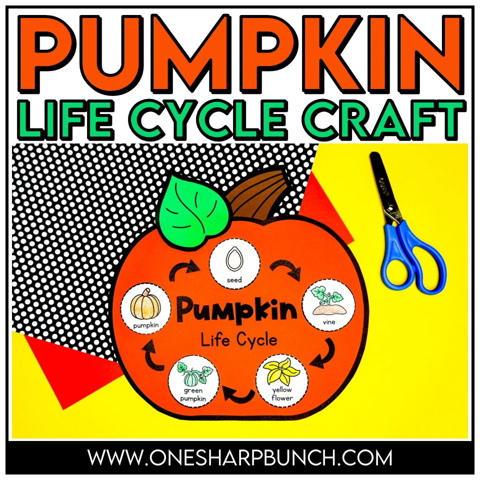 Learn all about the pumpkin life cycle with this simple life cycle of a pumpkin craft! This hands-on pumpkin activity is perfect for preschool, pre-k, and kindergarten students learning about pumpkins during the fall season.